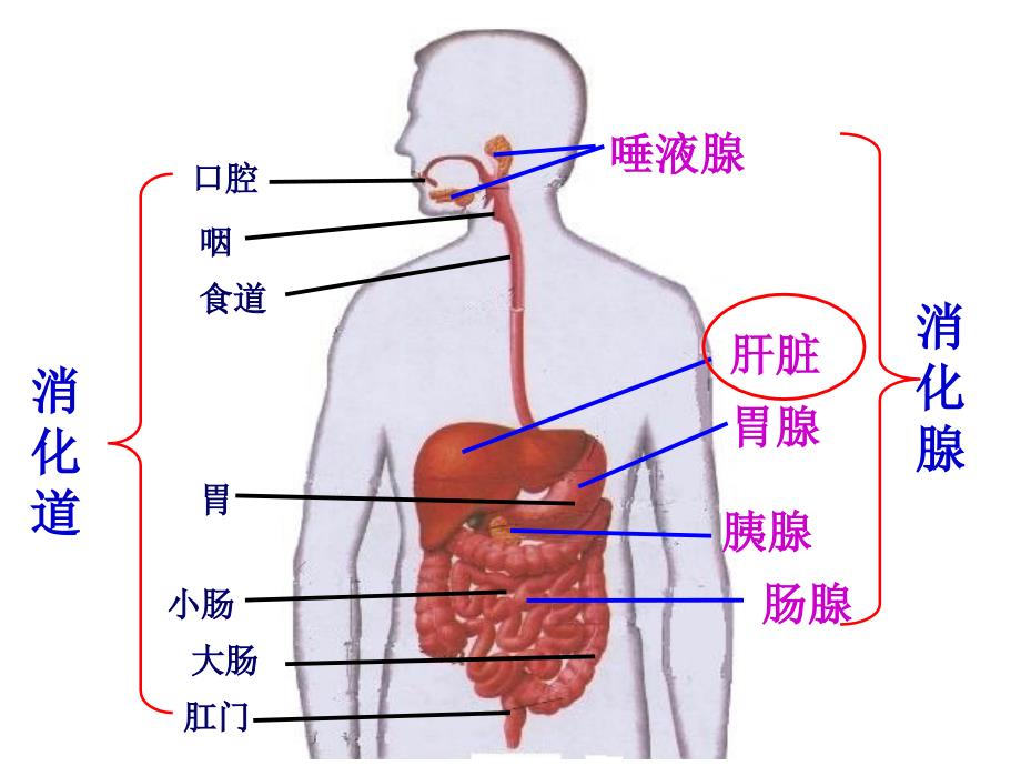 浙教版初中科学九上4.2《食物的消化和吸收》课件_第3页