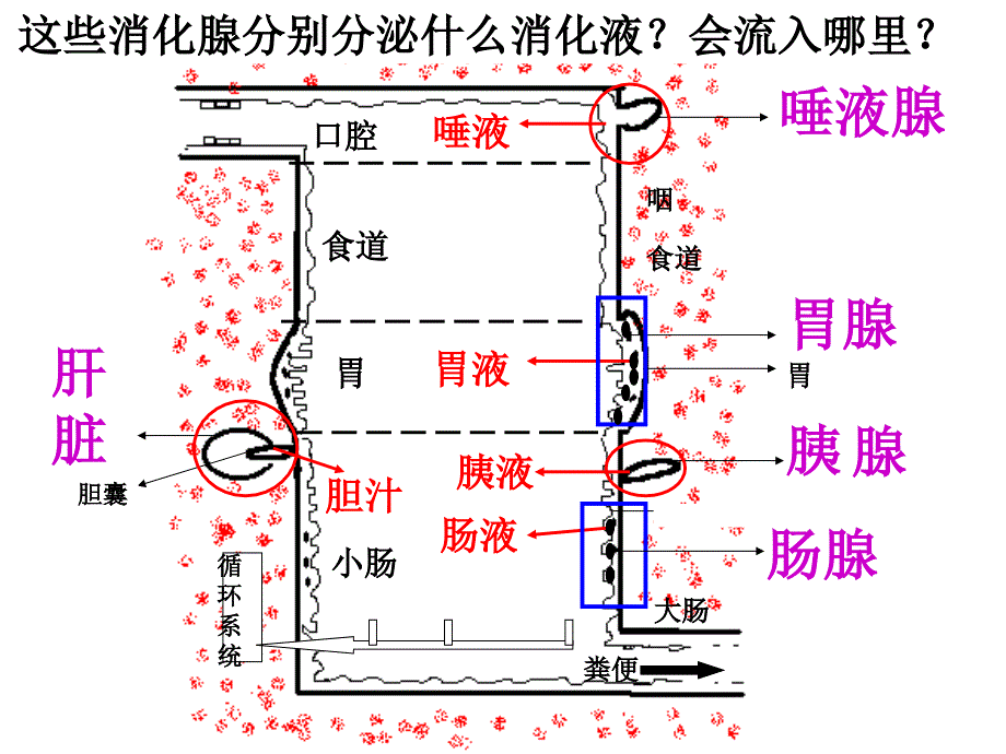 浙教版初中科学九上4.2《食物的消化和吸收》课件_第4页