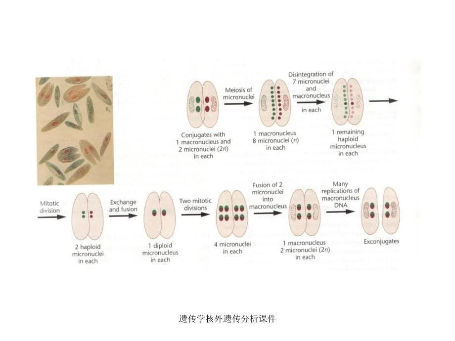 遗传学核外遗传分析课件_第5页