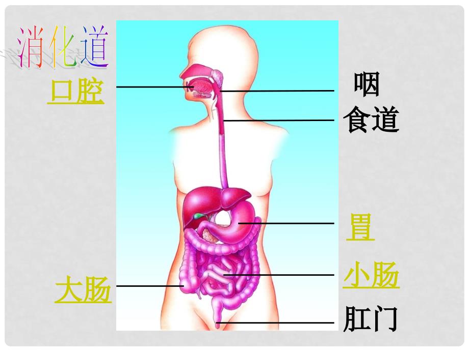 江苏省江阴市新桥中学七年级生物上册 3.5.4 人体对食物的消化吸收课件（1）（新版）苏科版_第3页