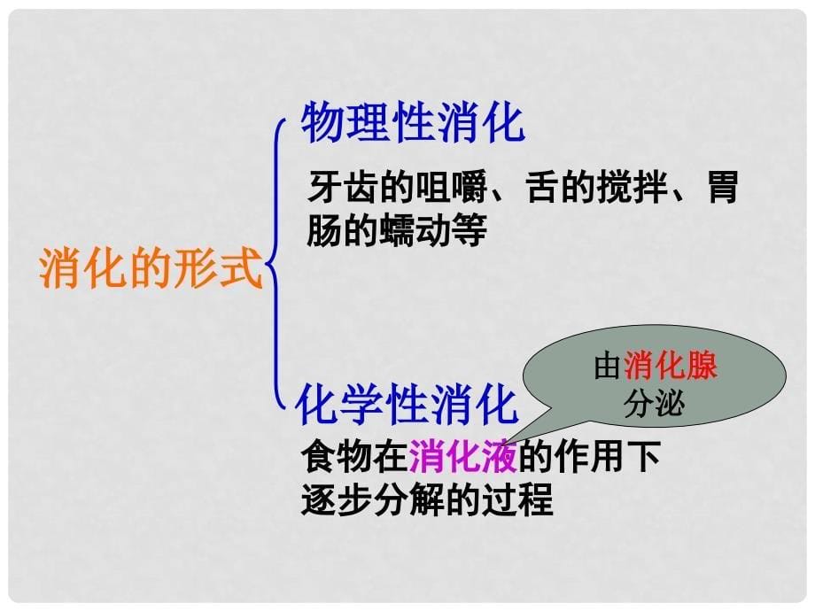 江苏省江阴市新桥中学七年级生物上册 3.5.4 人体对食物的消化吸收课件（1）（新版）苏科版_第5页