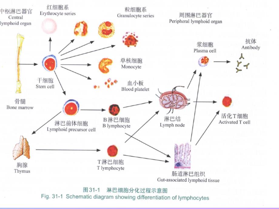 疫系统的发生_第4页