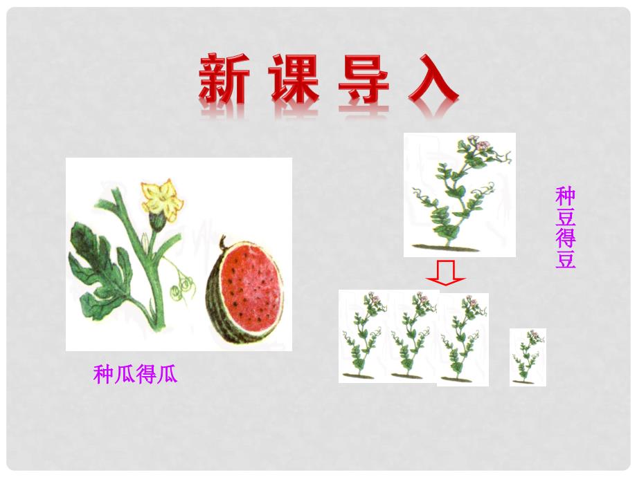 高中生物 第三章 遗传的分子基础 第一节 核酸是遗传物质的证据课件 浙科版必修2_第2页