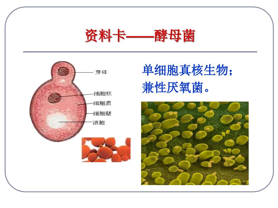 ATP的主要来源——细胞呼吸_第2页