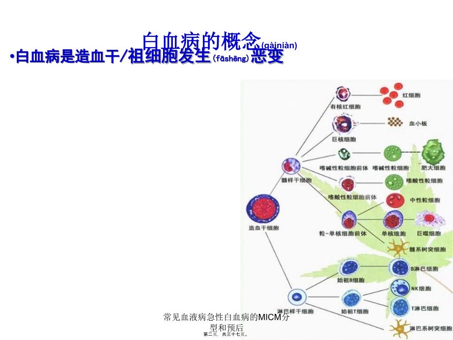 常见血液病急性白血病的MICM分型和预后课件_第2页