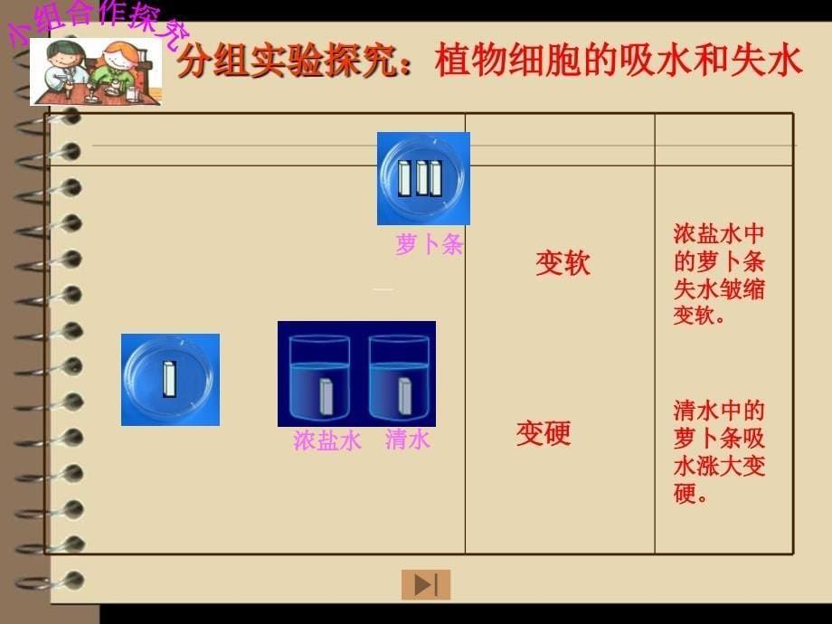 最新最新吸收作用课件北师大版课件_第5页