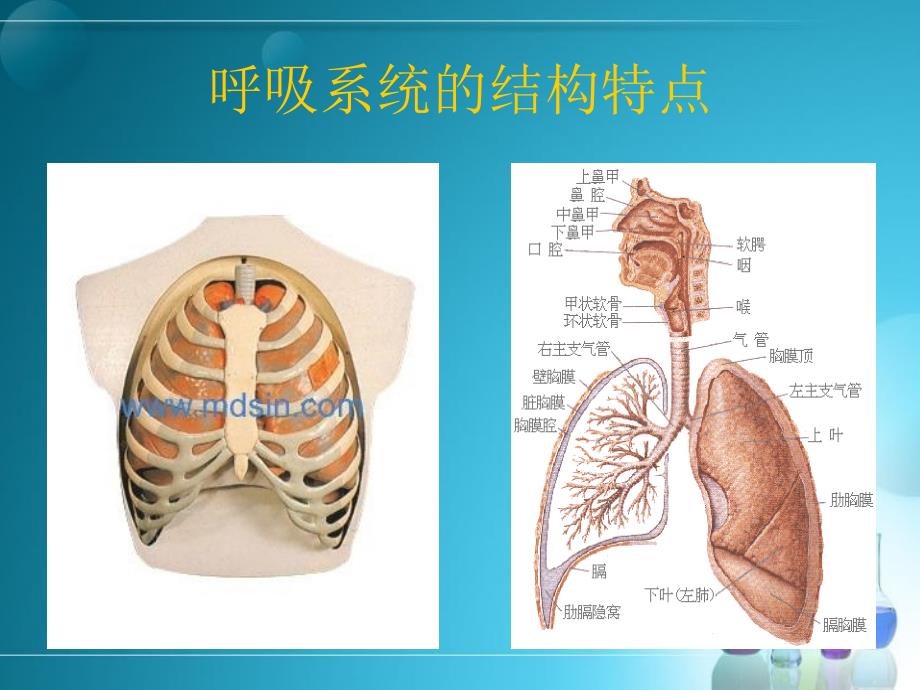 第八版呼吸系统总论_第3页