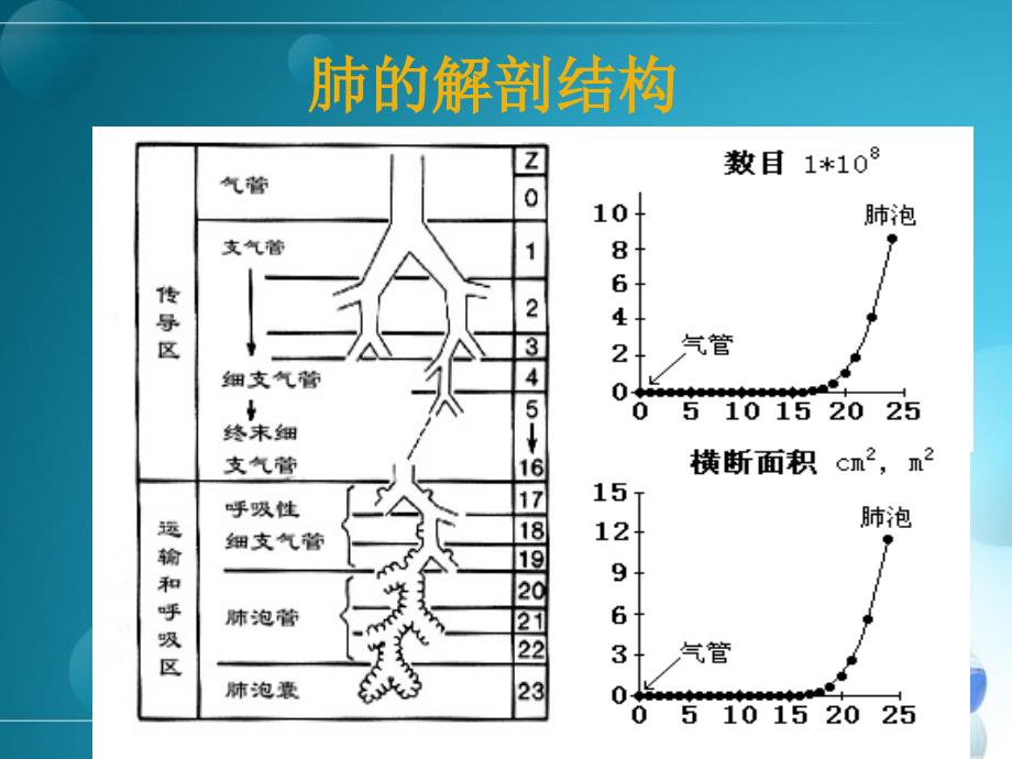 第八版呼吸系统总论_第4页