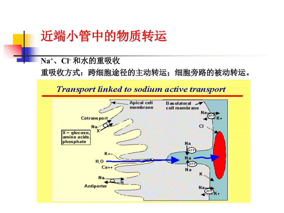 抗高血压药27利尿药_第4页