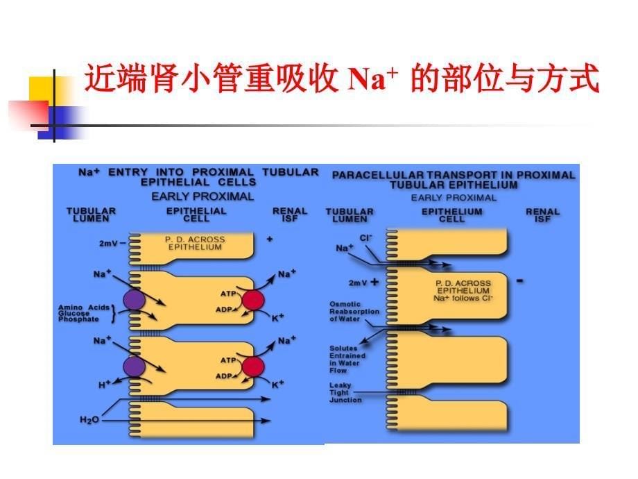 抗高血压药27利尿药_第5页