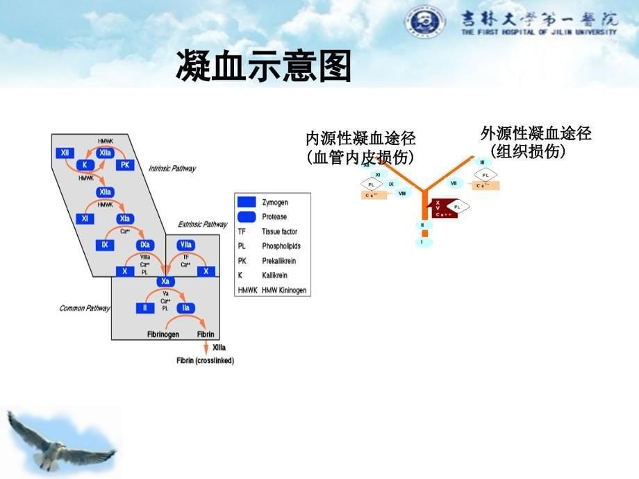 出凝血疾病的诊断思路课件_第5页