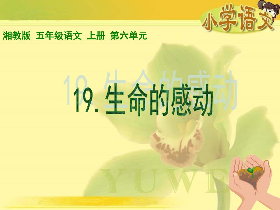 【最新精选】《生命的感动》课件(湘教版五年级上册语文课件)_第1页