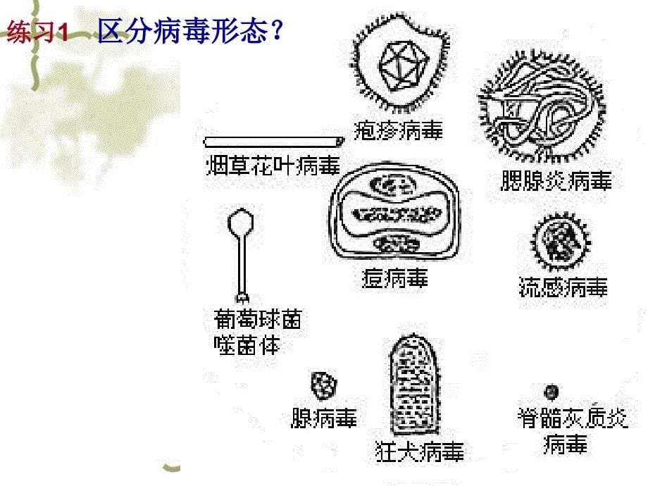 沪科版生物高中第一册3.3《非细胞形态的生物——病毒》 课件_第5页