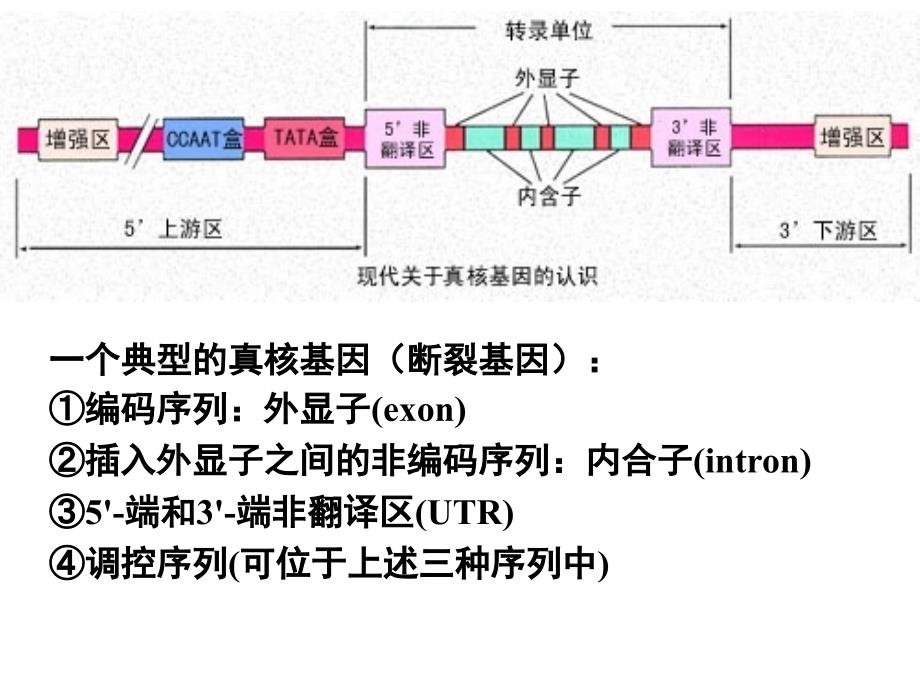 生物化学与分子生物学：第十四章 DNA生物合成_第4页