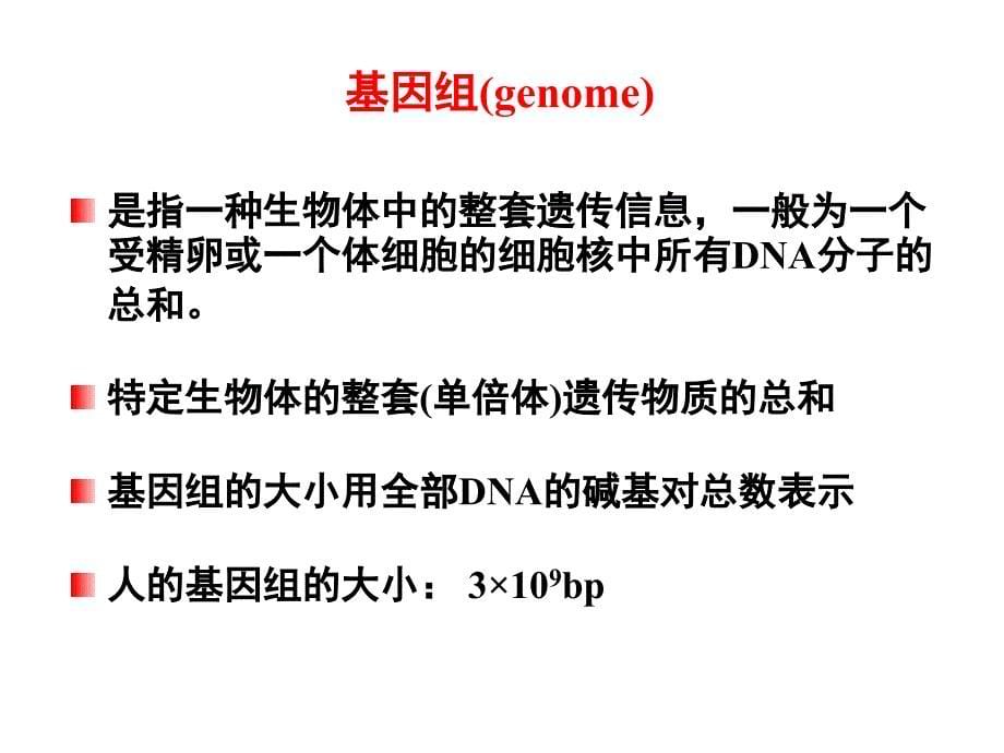 生物化学与分子生物学：第十四章 DNA生物合成_第5页