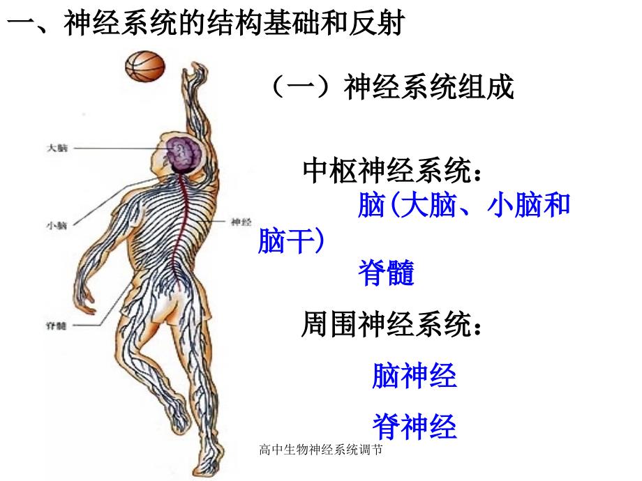 高中生物神经系统调节_第3页