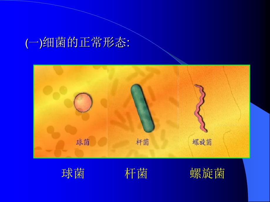 原核微生物的形态和构造_第3页