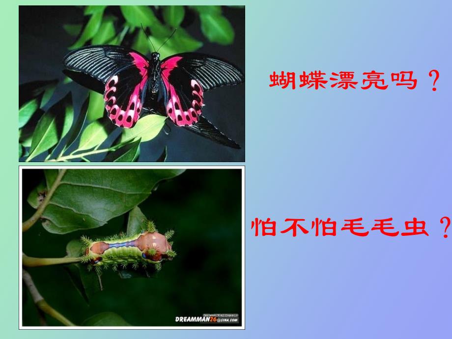 初二生物昆虫的生殖和发育_第1页