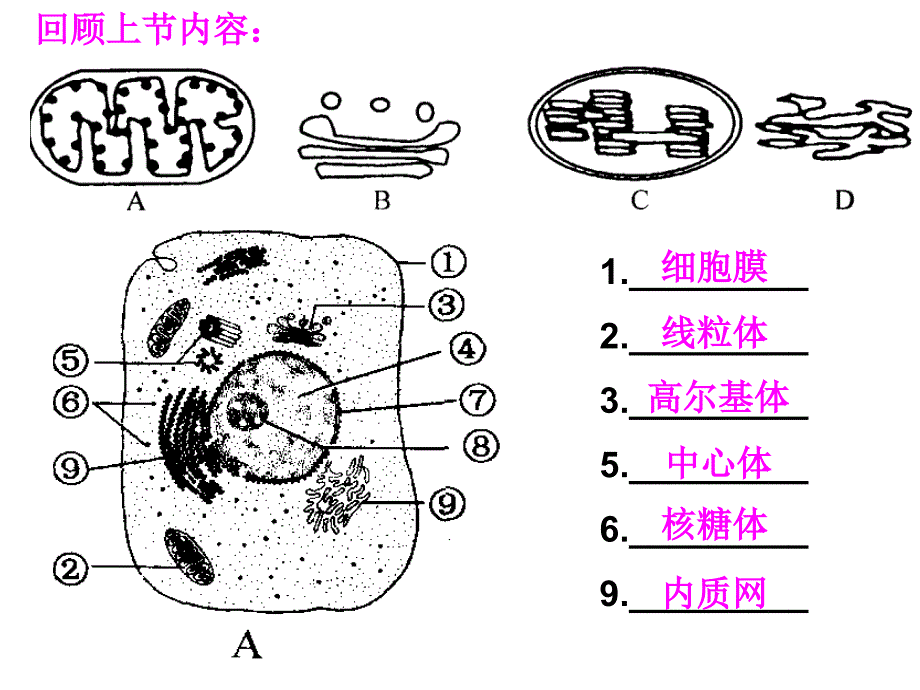 32细胞器第2课时_第2页