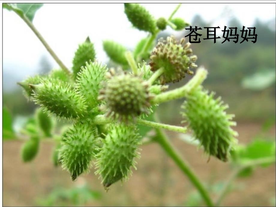 人教版二年级上册《植物妈妈有办法》课件_第4页