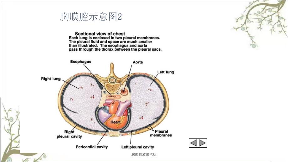 胸腔积液第六版课件_第4页