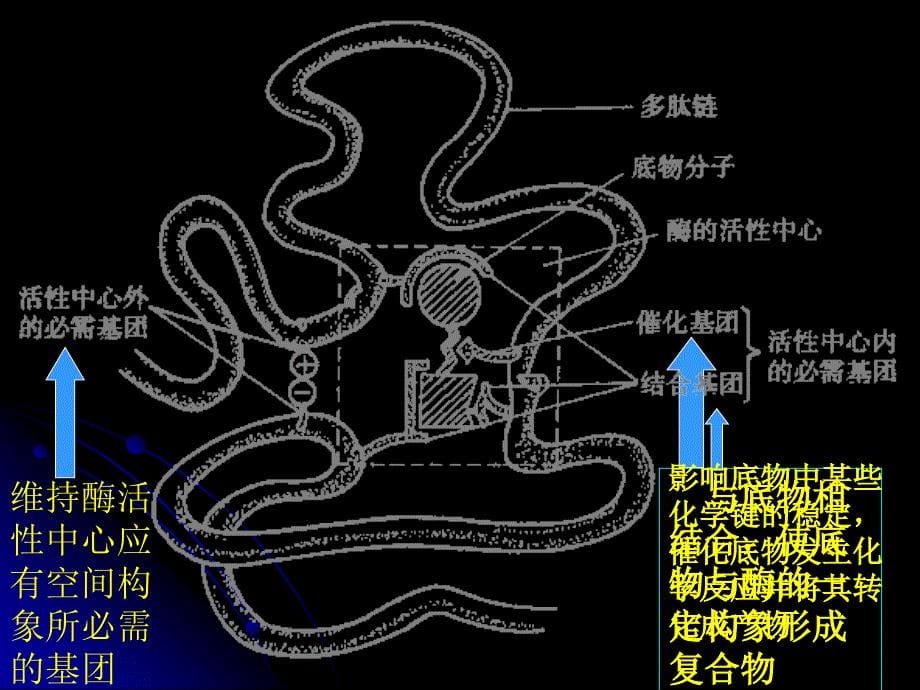 第八章酶子化学修饰ppt课件_第5页