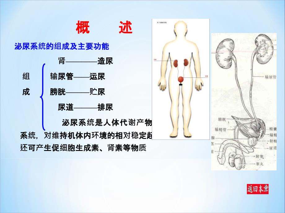 泌尿系统 (4)_第3页