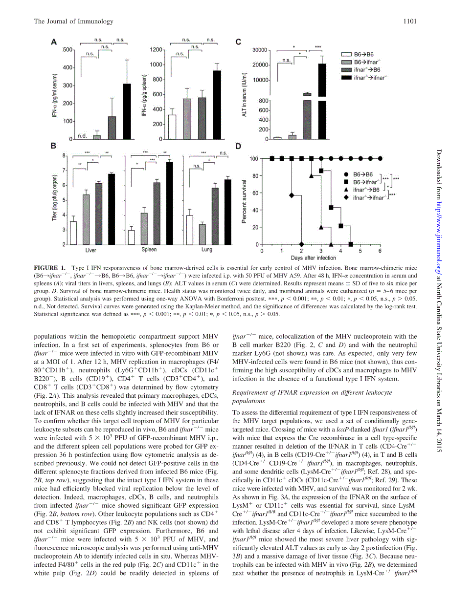 【病毒外文文献】2009 Type I IFN-Mediated Protection of Macrophages and Dendritic Cells Secures Control of Murine Coronavirus Infection_第4页