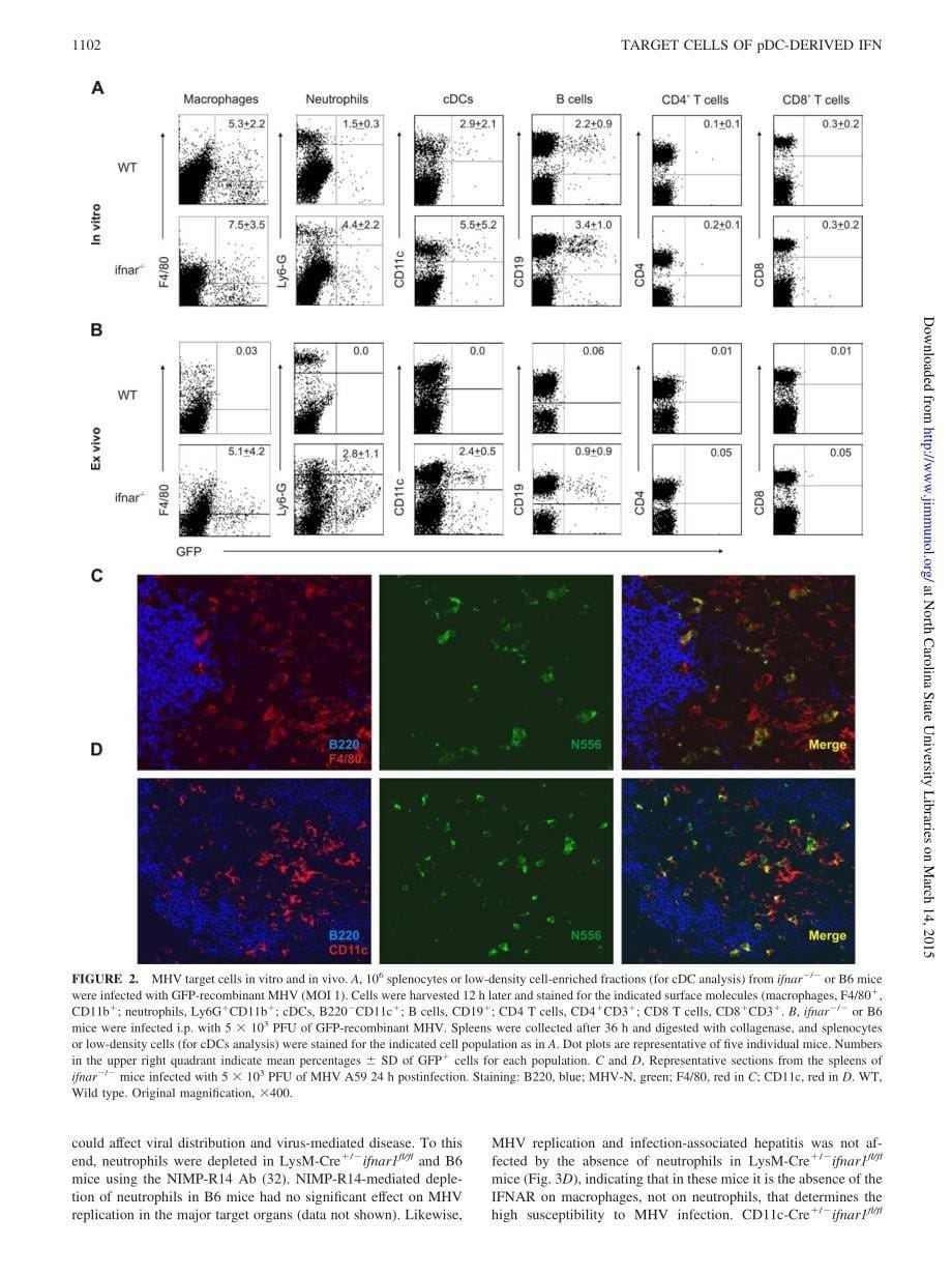 【病毒外文文献】2009 Type I IFN-Mediated Protection of Macrophages and Dendritic Cells Secures Control of Murine Coronavirus Infection_第5页