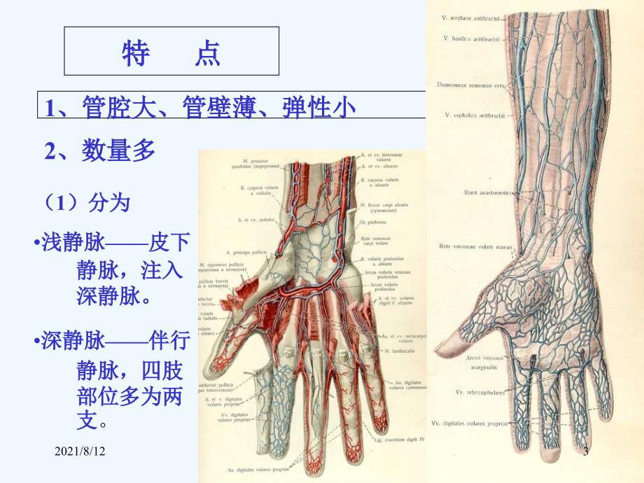 心血管系统静脉讲座_第3页