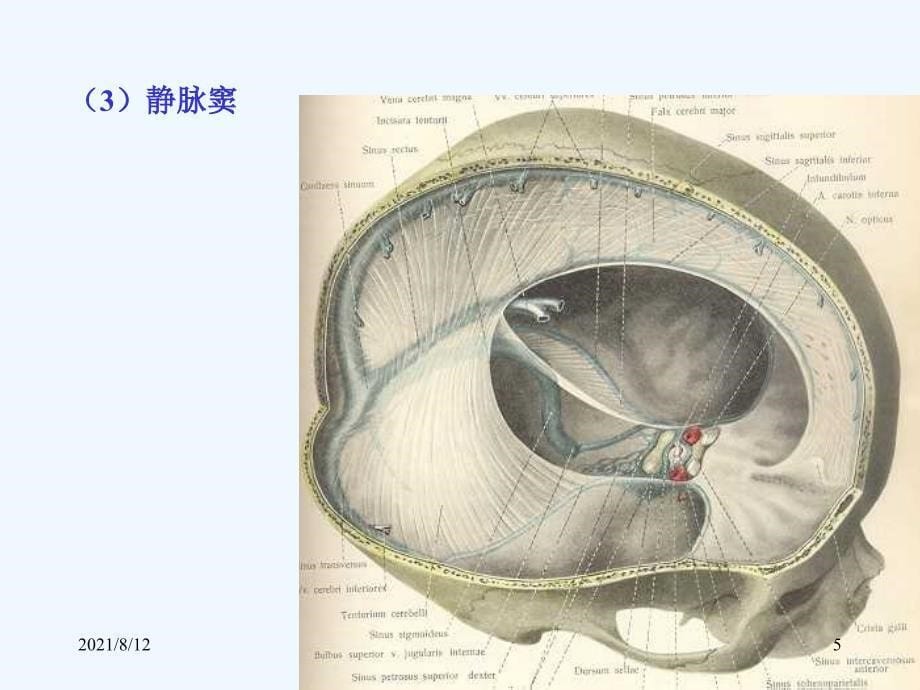 心血管系统静脉讲座_第5页