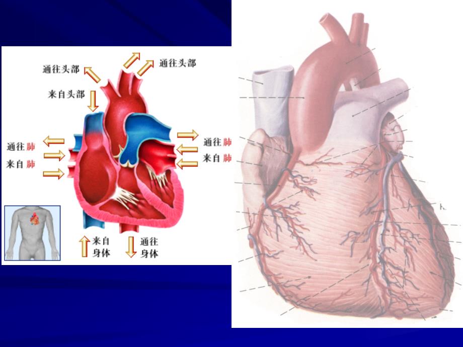 医学影像学教学片循环1_第2页