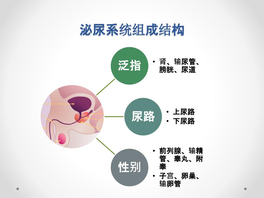 泌尿生殖系统常见疾病与症状分析_第3页