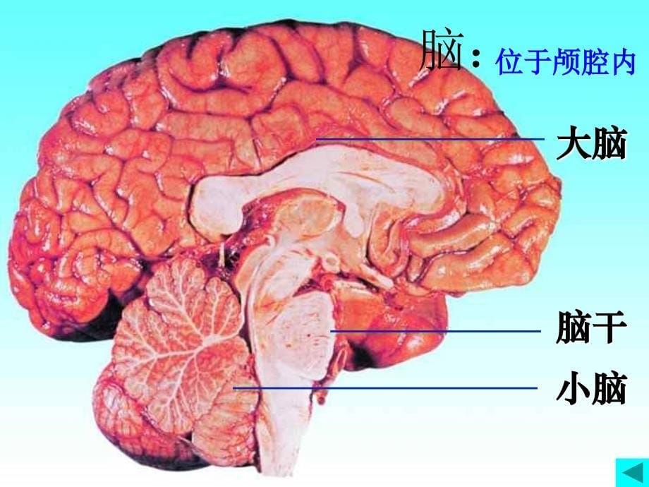 《神经系统的组成》ppt课件_第5页