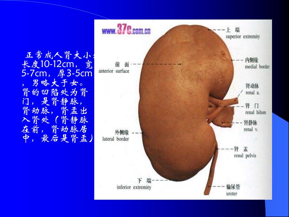 《泌尿系统超声诊断》PPT课件_第3页