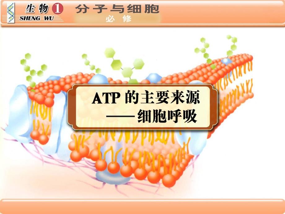 细胞呼吸第一节_第1页
