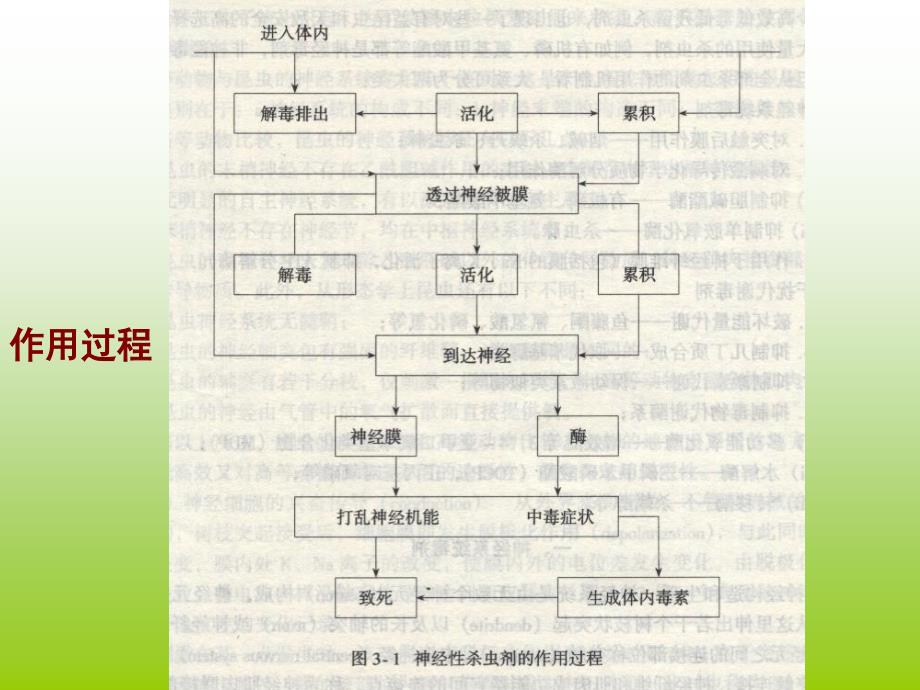 杀虫剂的作用机理教学PPT农药的生物活性和作用机理_第2页