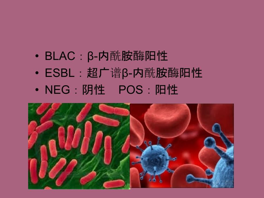 细菌临床沟通PPT课件_第3页