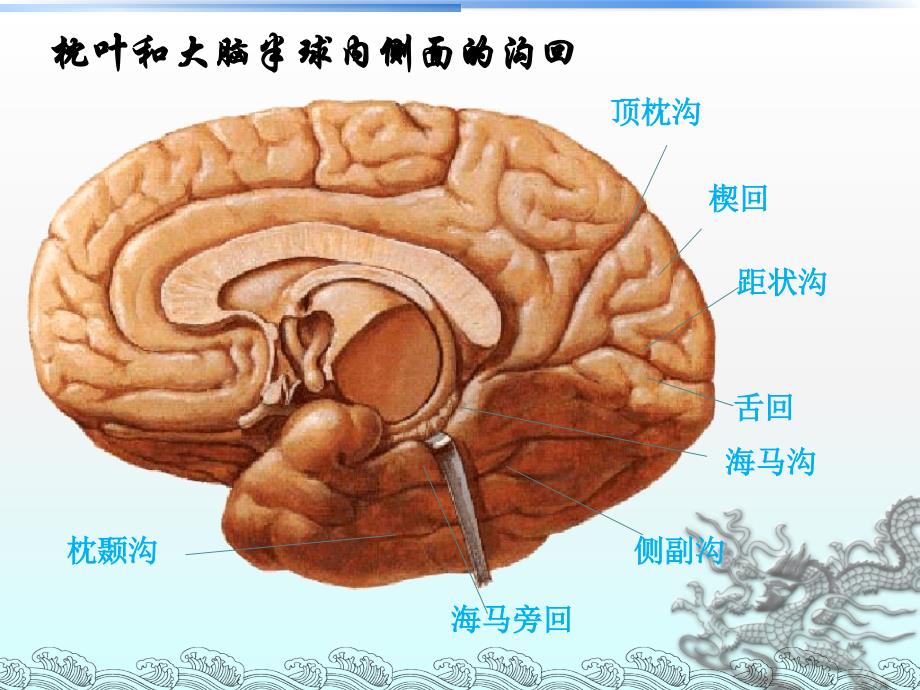 枕叶的神经心理功能_第4页