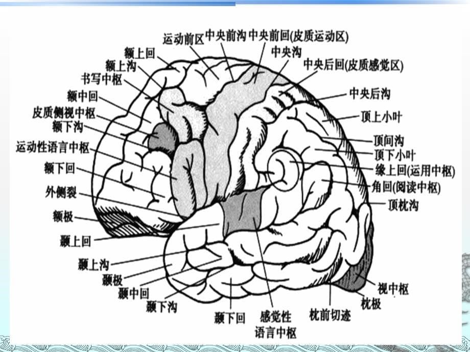 枕叶的神经心理功能_第5页