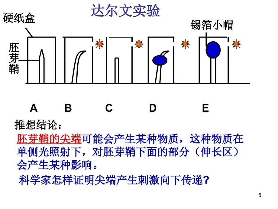 人教版教学课件高三一轮复习《植物的激素调节》_第5页