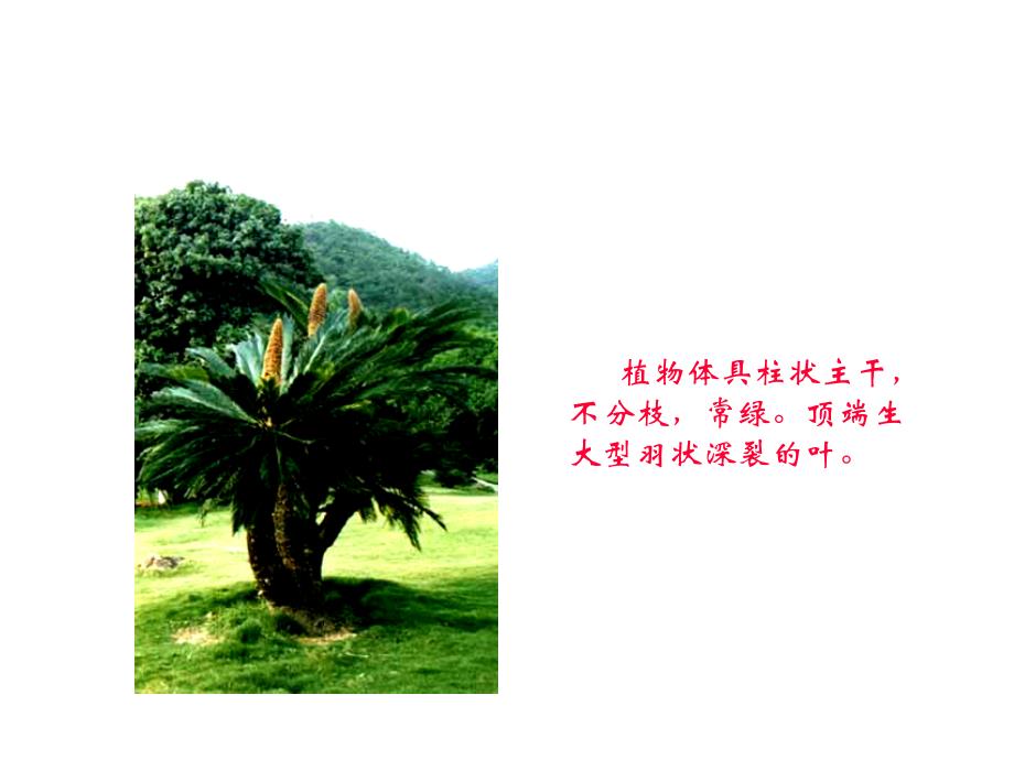 《裸子植物分类》PPT课件_第4页