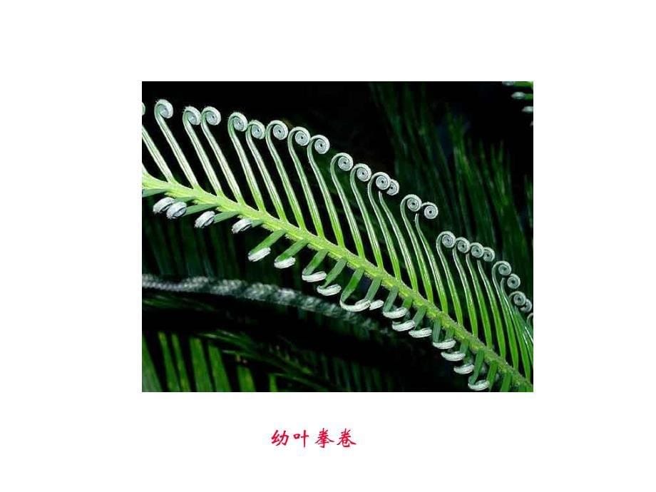 《裸子植物分类》PPT课件_第5页