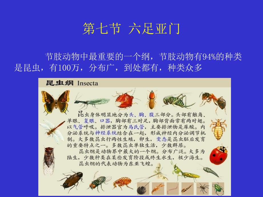 动物学教学课件：第七节 六足亚门_第1页