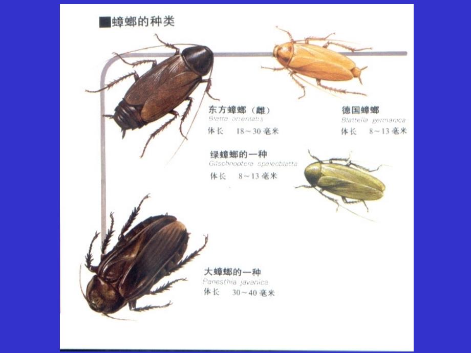 动物学教学课件：第七节 六足亚门_第4页