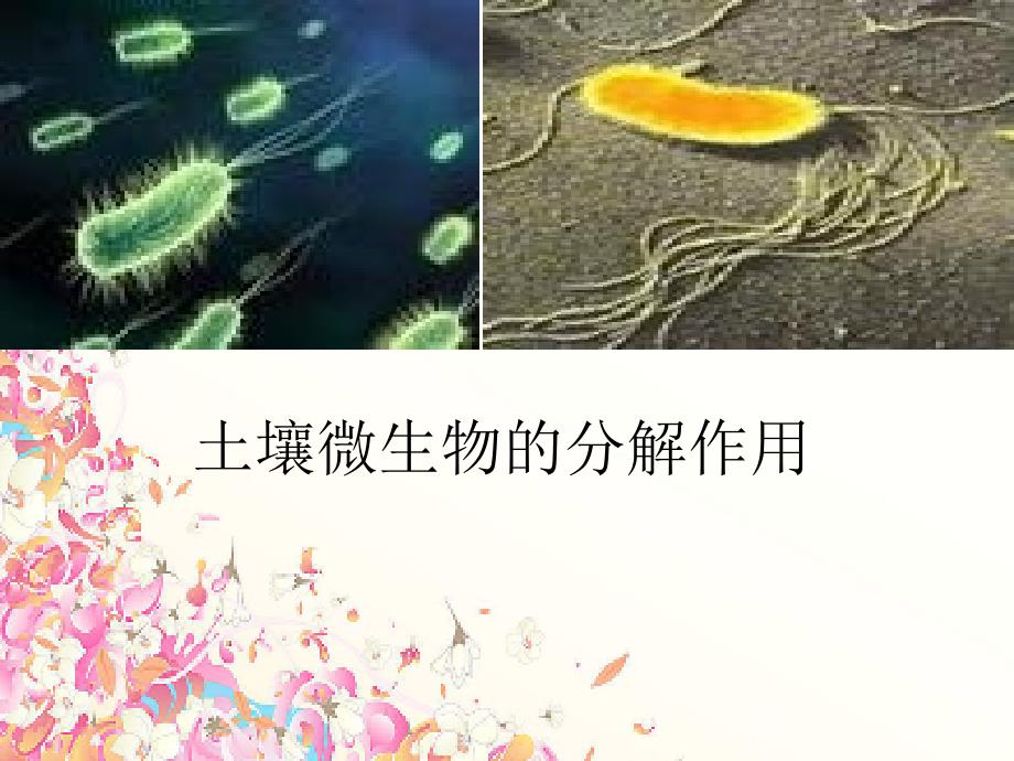实验土壤微生物的分解作用_第1页