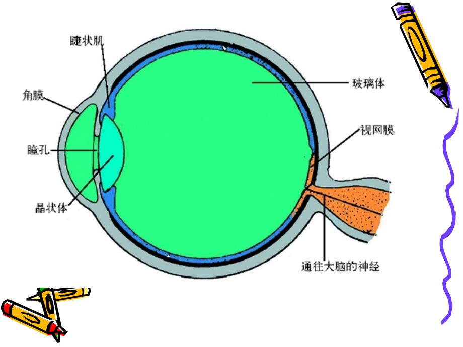 教科版初中物理八上46神奇的眼睛PPT课件1_第3页