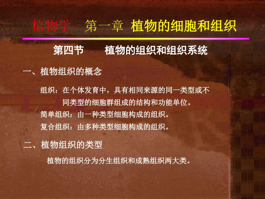 植物组织-POWERPOINT_第1页