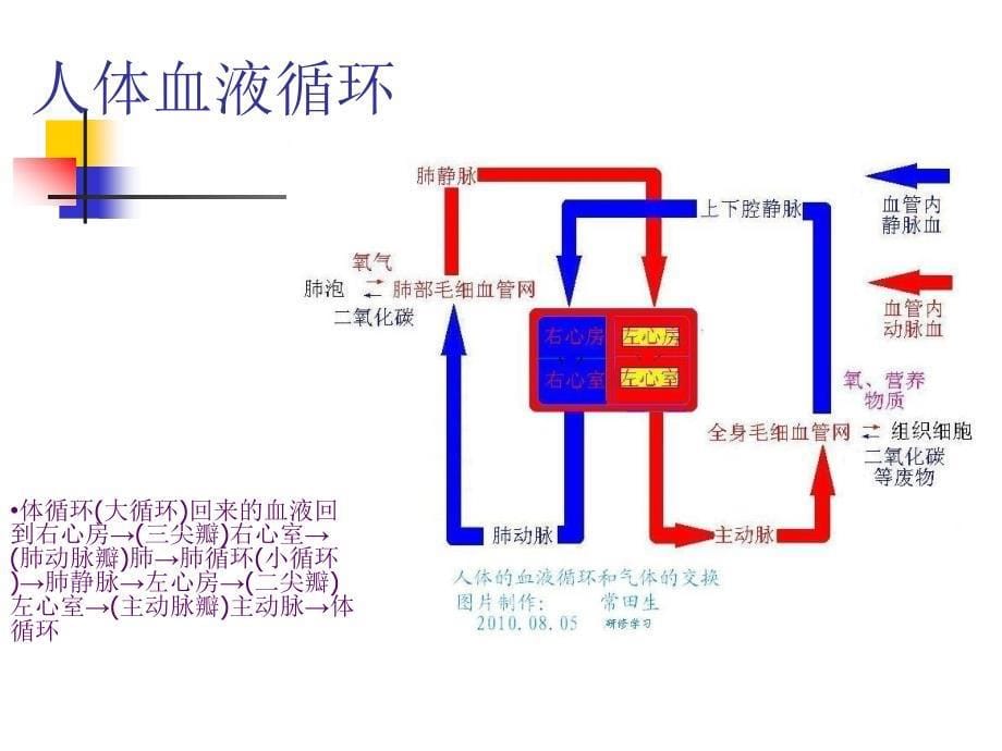 风湿性心脏病课件_第5页