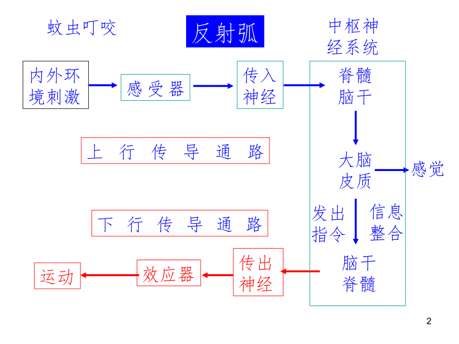 115神经系统传导通路.ppt_第2页